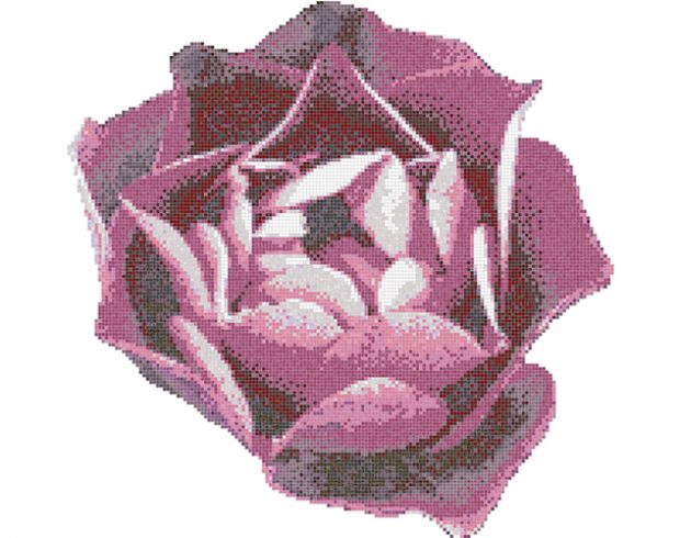Rosa Rosa (1)